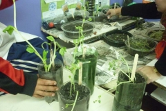 proyectos_escolares (19)