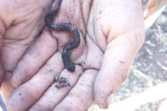 proyectos_escolares (22)